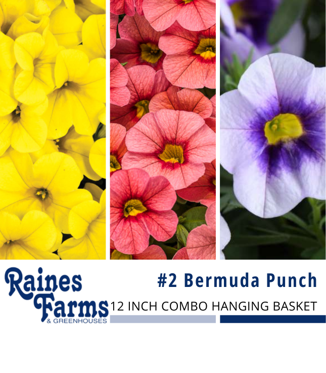 #2: Bermuda Punch 12 Inch Combo Hanging Basket